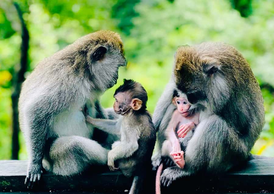 Bali: Customized Private Car Charter with Optional Guide - Price and value: what you’re paying for