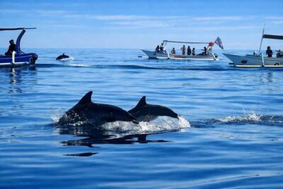 Bali/Lovina: Guided Dolphin Watching & Sunrise Boat Snorkel - From basecamp coffee to the open-sea search