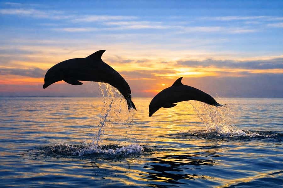 Bali/Lovina: Guided Dolphin Watching & Sunrise Boat Snorkel - The dolphin swim: hanging on the float (and why that’s smart)