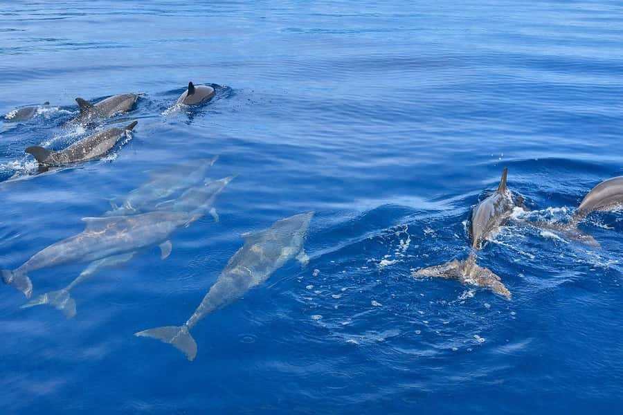 Bali/Lovina: Guided Dolphin Watching & Sunrise Boat Snorkel - Photo stop, sailing time, and what the 4 hours on the coast means