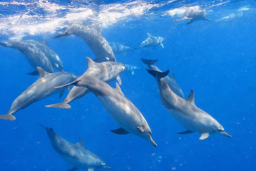 Bali/Lovina: Guided Dolphin Watching & Sunrise Boat Snorkel - Pickup, timing, and the 2-hour transfer reality