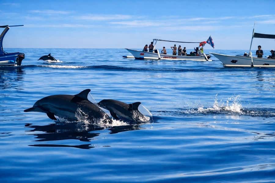 Bali/Lovina: Guided Dolphin Watching & Sunrise Boat Snorkel - Who this tour suits (and who should skip it)