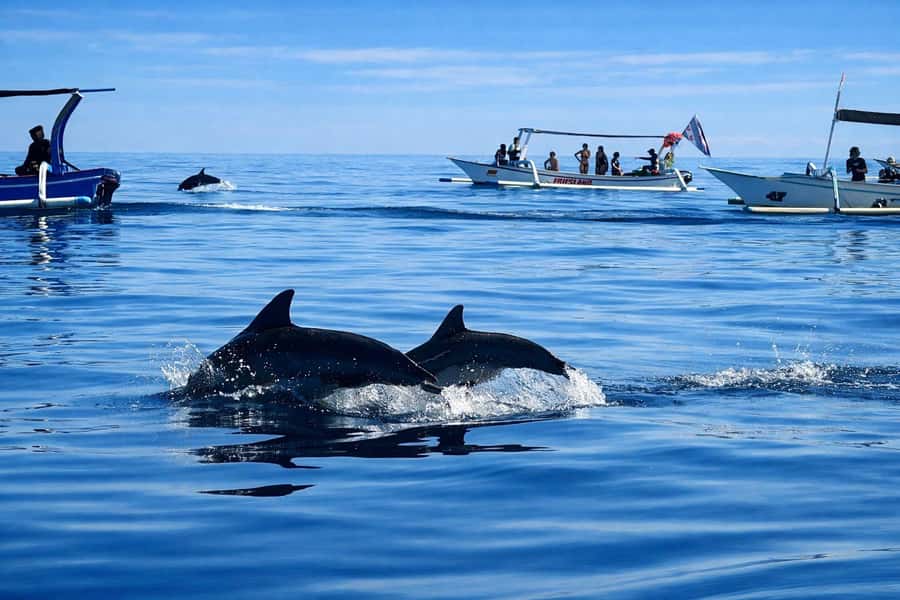 Bali/Lovina: Guided Dolphin Watching & Sunrise Boat Snorkel - From basecamp coffee to the open-sea search