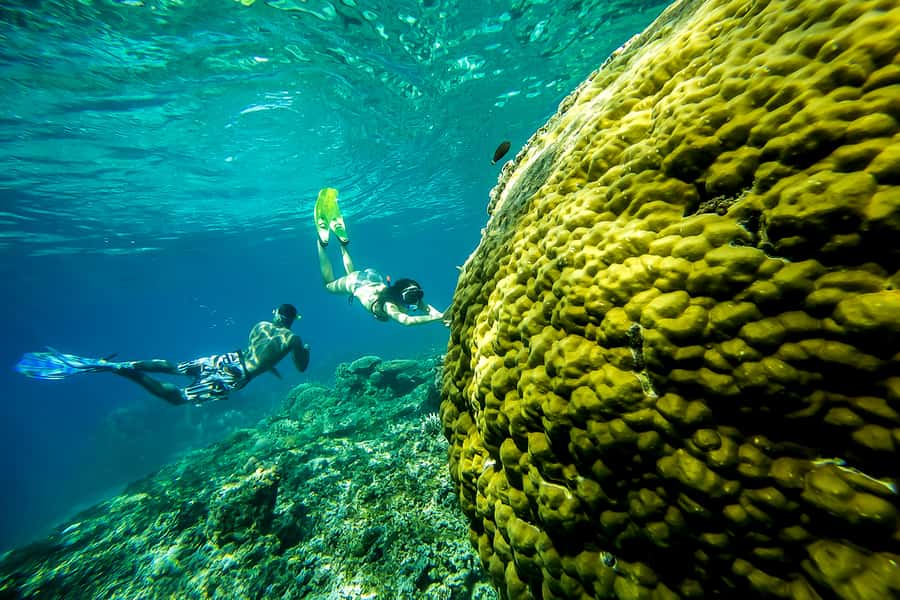 Bali: Swim with Manta Rays in Penida, Optional Lunch & Kayak - Manta rays and mangroves in one tight Nusa Islands day