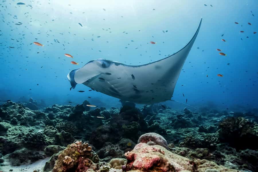 Bali: Swim with Manta Rays in Penida, Optional Lunch & Kayak - Snorkeling with manta rays: the shallow-water plan and why it matters