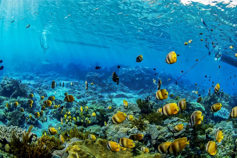 Bali: Swim with Manta Rays in Penida, Optional Lunch & Kayak - Getting from Bali to Nusa Lembongan without getting bounced to pieces