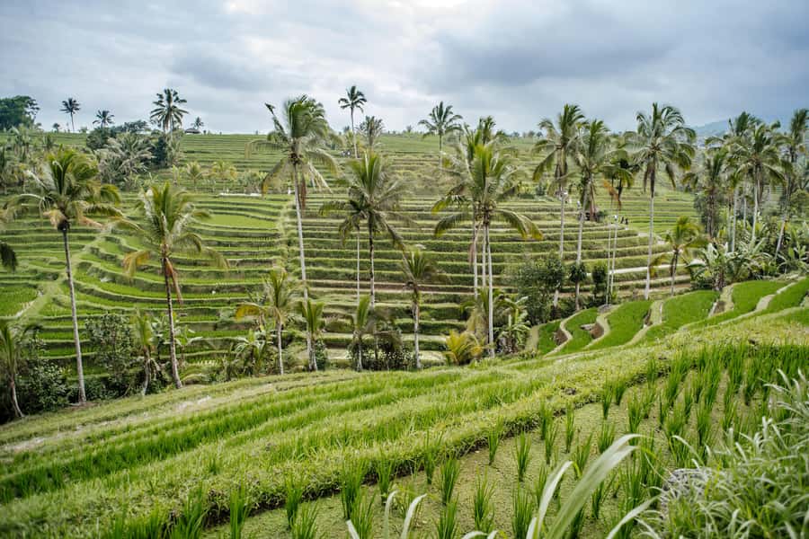 Bali: Tanah Lot UNESCO World Heritage Sites Full-Day Tour - Pura Taman Ayun: The Royal Water Temple First