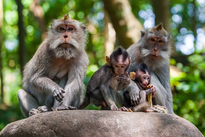 Best of Ubud 1-Day Private Tour - Price and what makes $54.68 feel fair