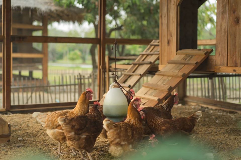 Chiang Mai: Authentic Thai Cooking Class and Farm Visit - The organic farm tour: eggs, herbs, and a real farm rhythm