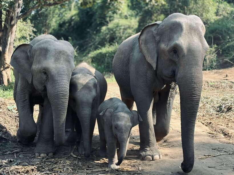 Chiang Mai: Elephant Sanctuary Feeding Program Half-Day Tour - Key highlights you should care about