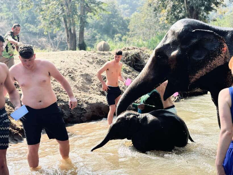 Chiang Mai: Elephant Sanctuary Feeding Program Half-Day Tour - Food, photos, and the little “how it works” details