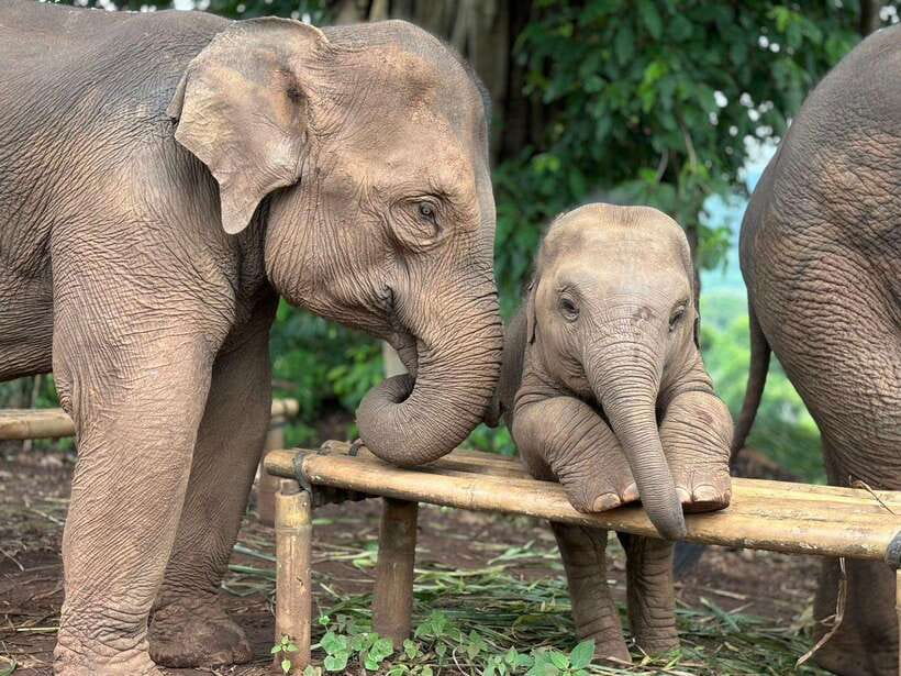 Chiang Mai: Elephant Sanctuary, Waterfall & Bamboo Rafting - Key Takeaways Before You Go