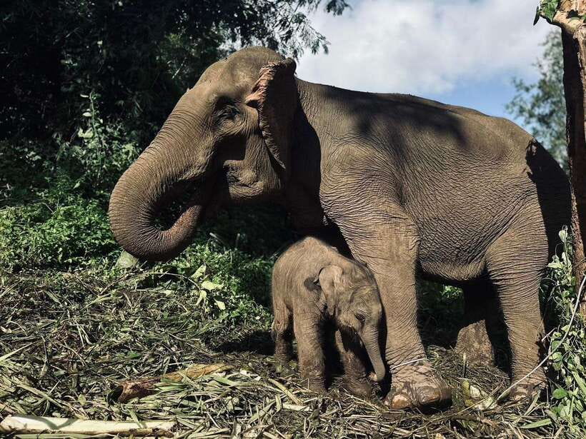 Chiang Mai: Elephant Sanctuary, Waterfall & Bamboo Rafting - Why This Chiang Mai Elephant Day Mixes Jungle Time, Waterfalls, and Rafts