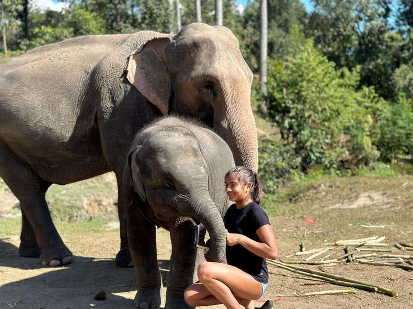 Chiang Mai: Elephant Sanctuary, Waterfall & Bamboo Rafting - Bathing and River Time: When You Cool Off With the Elephants