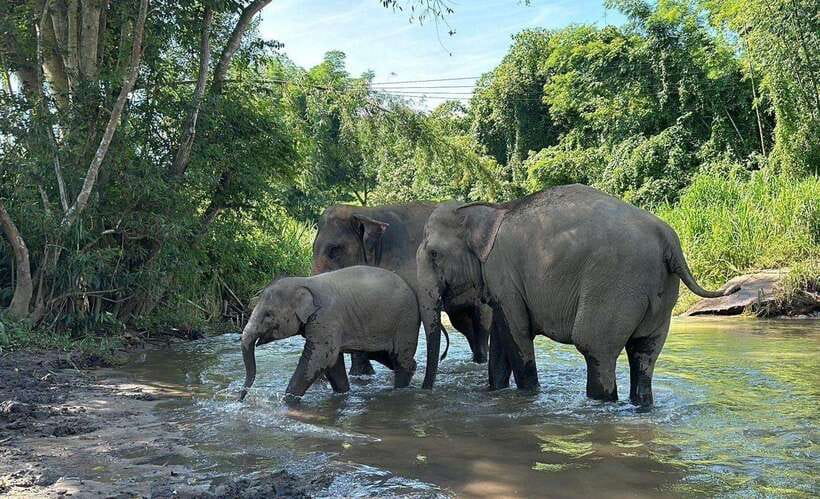 Chiang Mai: Elephant Sanctuary, Waterfall & Bamboo Rafting - Bamboo Rafting on the Mae Wang River: The Fun, Easy Finale