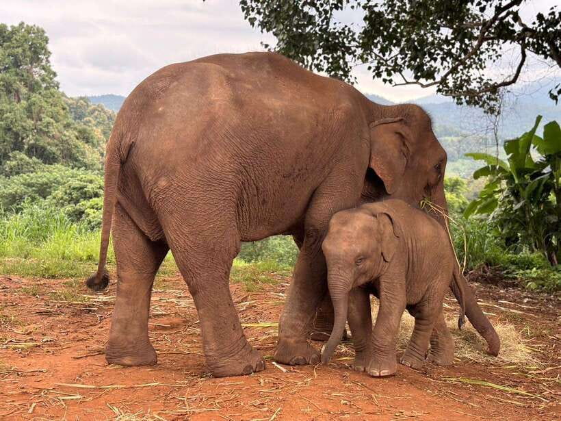 Chiang Mai: Elephant Sanctuary & Waterfall Group Tour - Getting Out to Mae Wang: the Drive That Sets the Mood