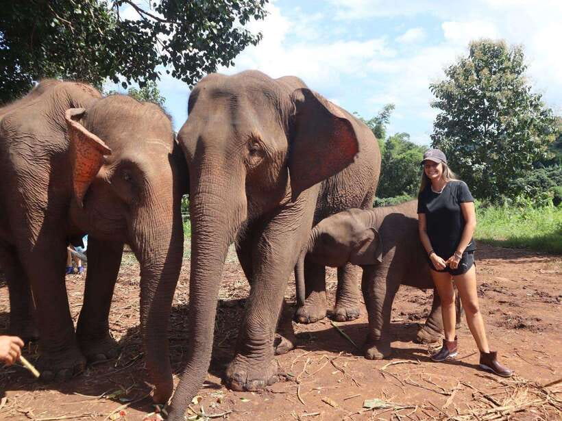 Chiang Mai: Elephant Sanctuary & Waterfall Group Tour - The Elephant Session: Feeding, Touching, and Watching Real Foraging