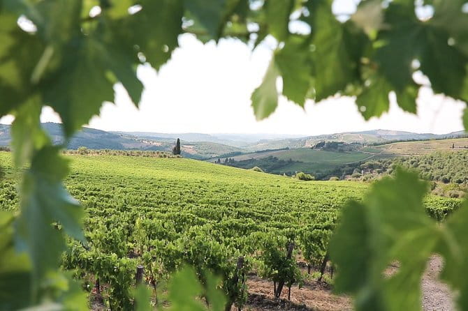 Chianti Wine Tour from Florence - Wine Tasting Without Driving: Why This Structure Works