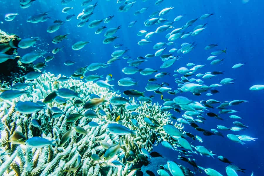 From Bali: 3 Snorkeling Spots Tour to Lembongan and Penida - Key things I’d plan around