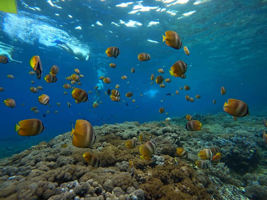 From Bali: 3 Snorkeling Spots Tour to Lembongan and Penida - Gear, small-group feel, and why the guides matter