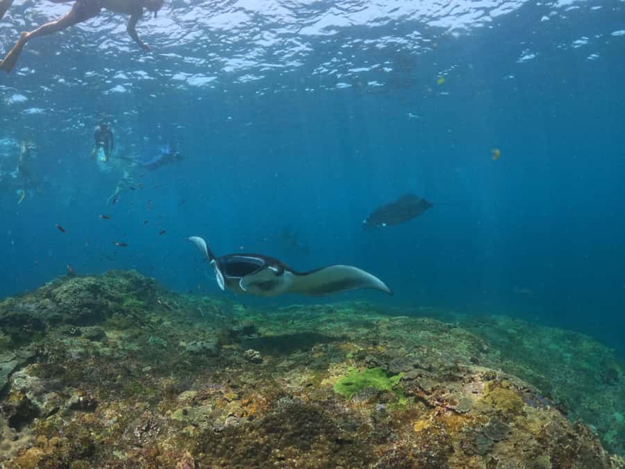 From Bali: 3 Snorkeling Spots Tour to Lembongan and Penida - Ferry returns, buffet lunch, and the mangrove reset afterward
