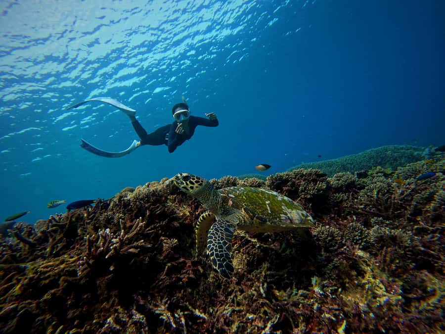 From Bali: 3 Snorkeling Spots Tour to Lembongan and Penida - Should you book this Nusa Lembongan and Penida snorkeling day?