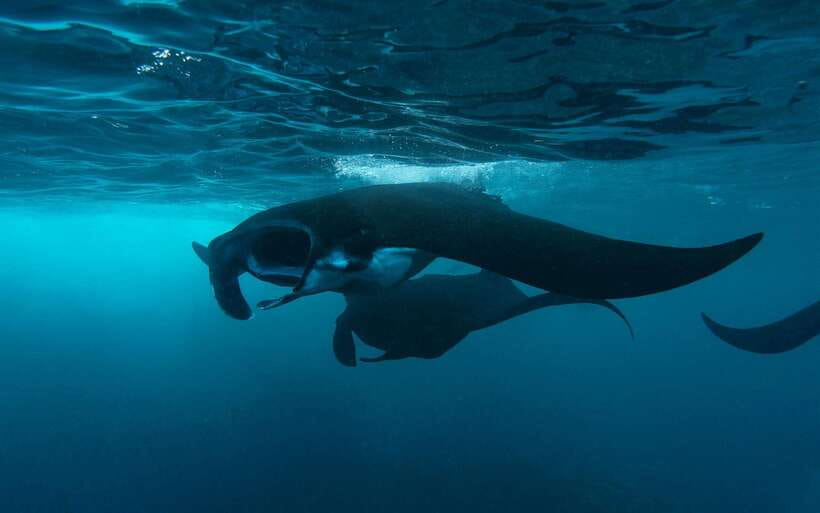 From Bali: Nusa Penida Private Snorkeling Tour with Lunch - Manta Bay or Manta Point: how the manta-ray swim really works