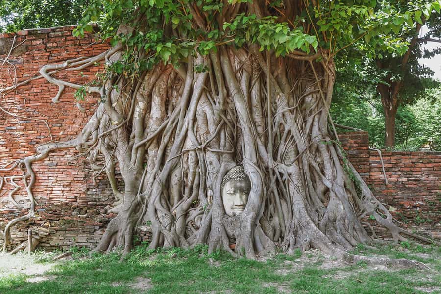 From Bangkok: Ayutthaya Day Tour by Bus with River Cruise - Wat Mahathat’s Tree-Root Buddha: Where the Story Looks Alive