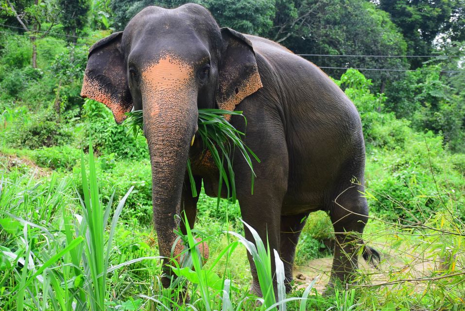 From Chiang Mai: Elephant Care Program and Nursery Tour - Why the Elephant Retirement Park program feels different in Chiang Mai