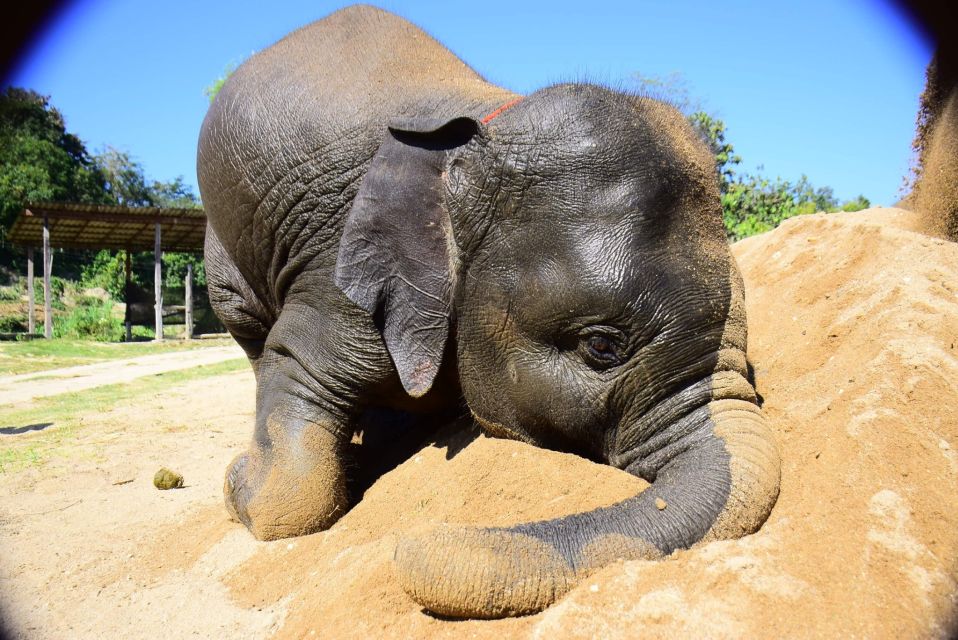 From Chiang Mai: Elephant Care Program and Nursery Tour - Changing into local clothes and learning elephant behavior before you feed