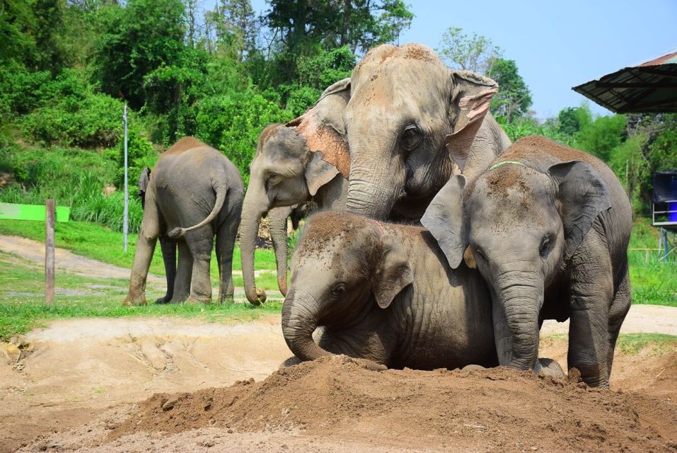 From Chiang Mai: Elephant Care Program and Nursery Tour - The mud and sand spa: watching, joining, and getting splashed