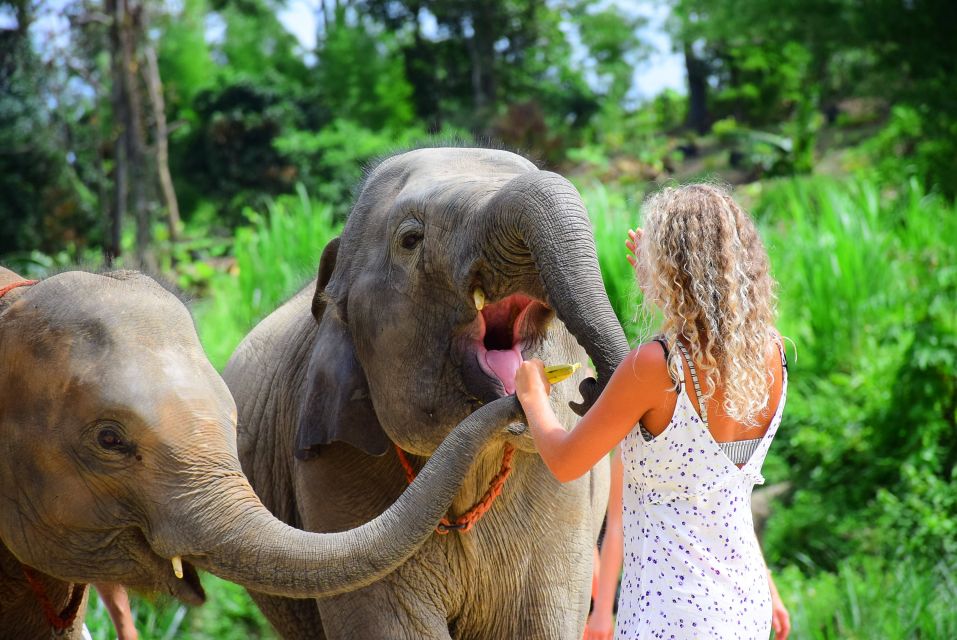 From Chiang Mai: Elephant Care Program and Nursery Tour - Price and value: what your $53 buys (and what to plan for)