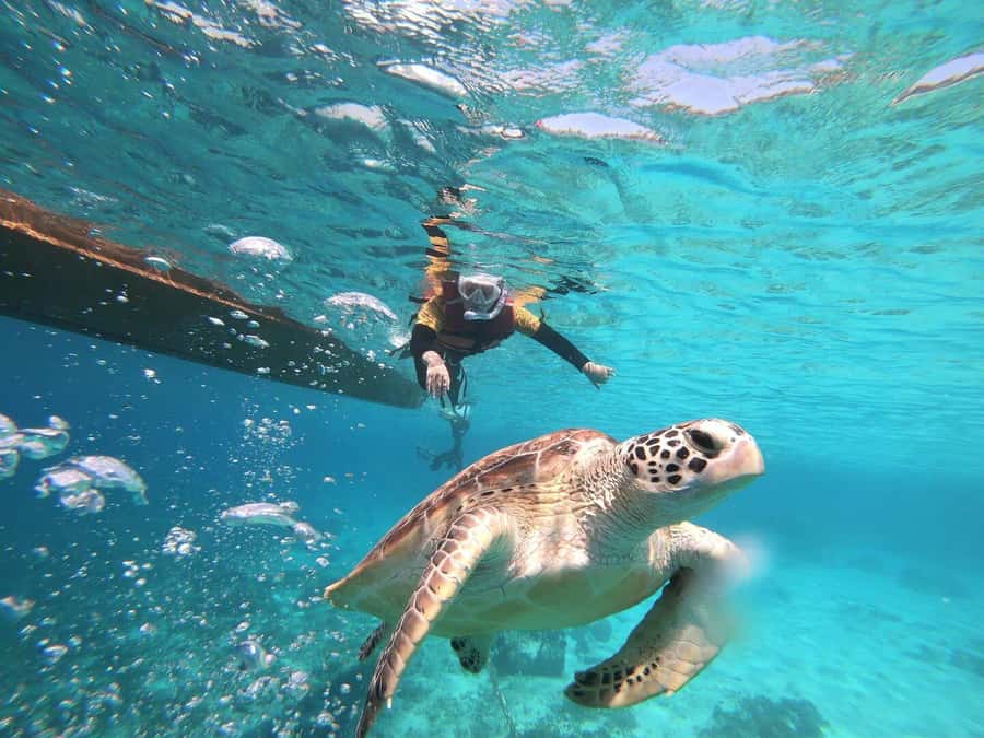 Gili Islands: Private or Shared Snorkeling Boat Trip - From Pickup to Safety Briefing: The Part You’ll Appreciate Later