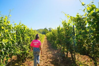 Half day Chianti Vineyard Escape from Florence with Wine Tastings - The tasting format: 3–4 wines each, plus local pairings