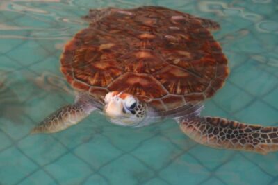 Khao Lak: Rafting, Elephant Bathing & Sea Turtle Center Tour - Elephant Bathing and Banana Feeding: The Emotional Core