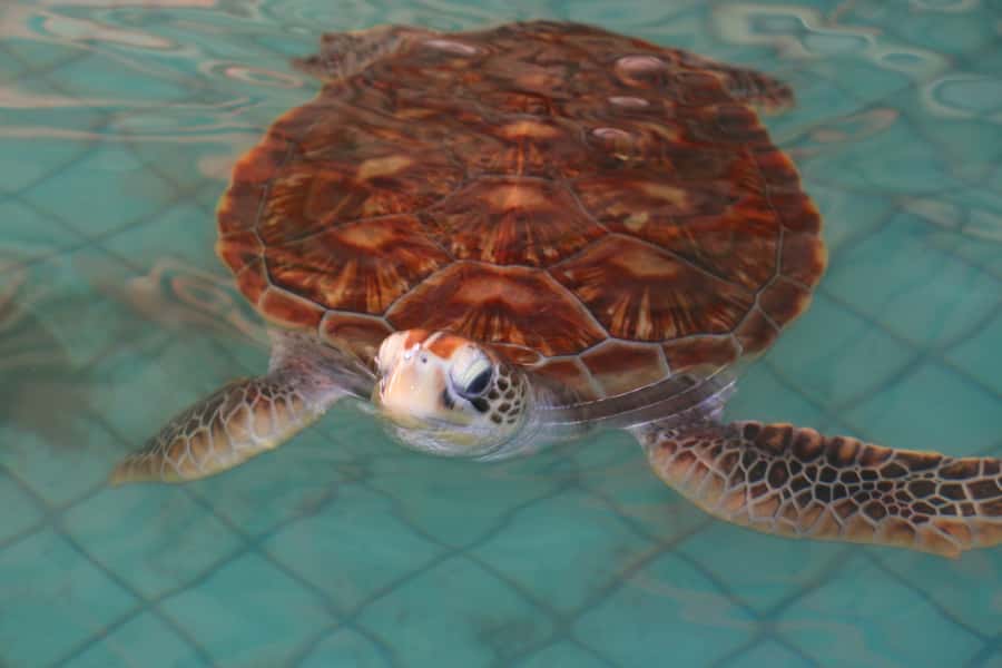 Khao Lak: Rafting, Elephant Bathing & Sea Turtle Center Tour - Elephant Bathing and Banana Feeding: The Emotional Core