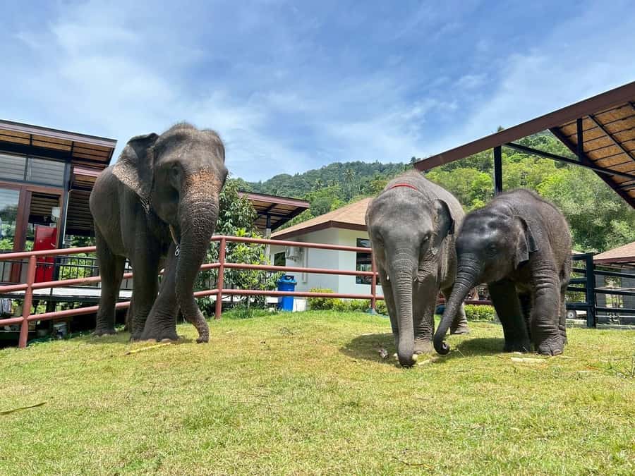 Koh Samui: Half-Day Island Highlights Tour with Hotel Pickup - Grandfather and Grandmother Rocks and Lad Koh Viewpoint: rocks with star power