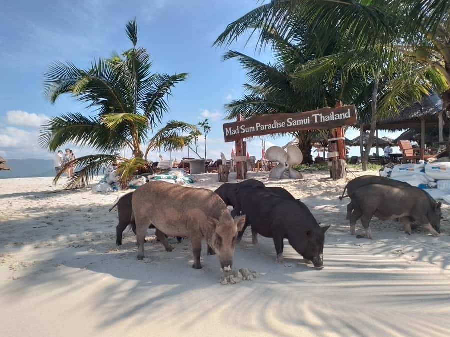 Koh Samui: Island Hopping Adventure in Coral and Pig Island - Key things that make this tour worth your time