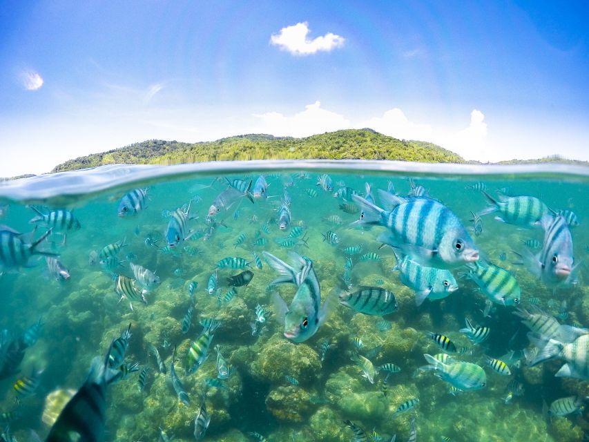 Koh Samui: Pig Island Tour by Speedboat with Snorkeling - Speedboat, snacks, and a tight half-day on Samui