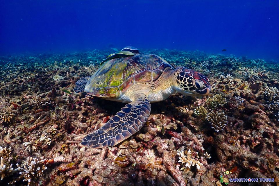 Koh Tao: Islands Snorkeling Highlights Day Tour & Lunch - Gear and Comfort: What to Bring So Snorkeling Feels Easy
