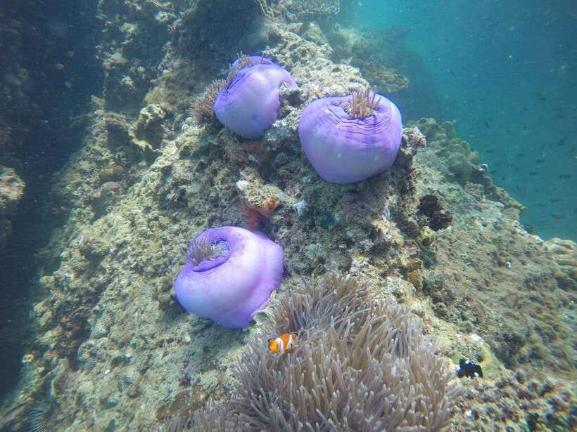 Krabi: 7 Islands Sunset Tour with Buffet Dinner & Snorkeling - Koh Raeng at night: the bioluminescent plankton swim (and how to set expectations)