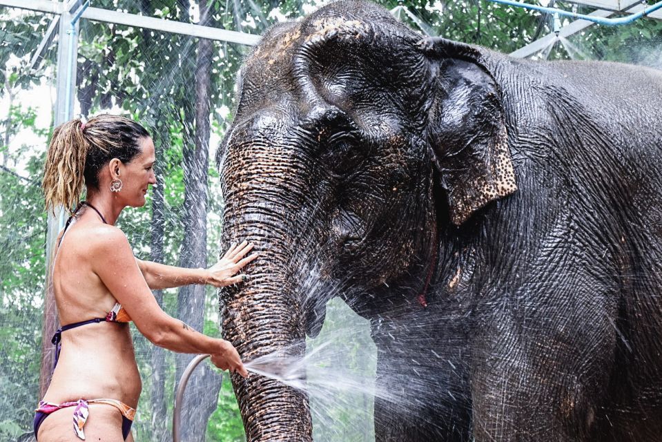 Krabi: Elephant Bathing Session at Krabi Elephant Shelter - Key things that make this session worth your time