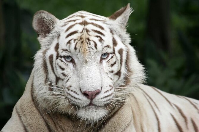 Morning at the Zoo with 1-way Transfer (Free & Easy) - Key Points You Should Know Before You Go