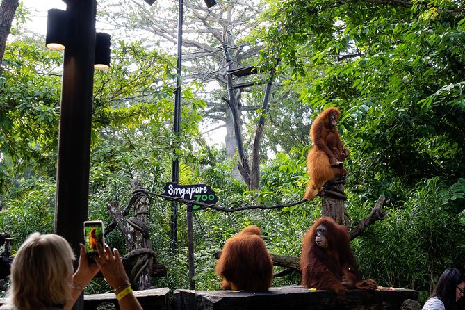 Morning at the Zoo with 1-way Transfer (Free & Easy) - Tips to Make Your Morning Smoother