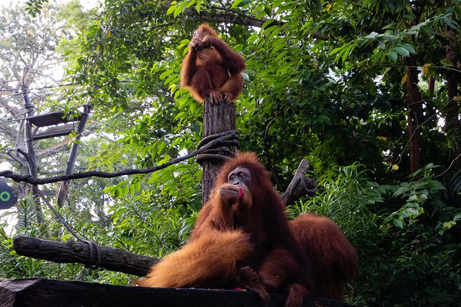 Morning at the Zoo with 1-way Transfer (Free & Easy) - Should You Book This Singapore Zoo Morning Tour?