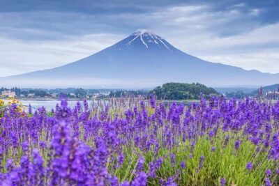 Mt Fuji Top 5 Spots Day Tour: Arakurayama Park,Oshino Hakkai - Morning pickup in Tokyo: how to start smoothly and not miss the group