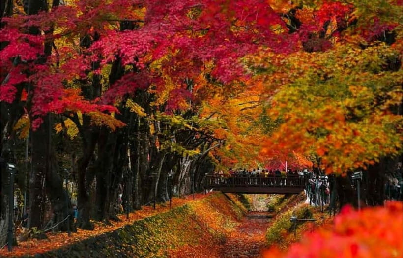 Mt Fuji Top 5 Spots Day Tour: Arakurayama Park,Oshino Hakkai - Oshino Hakkai: the Fuji water story you can actually see