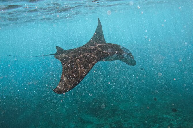 Nusa Penida day trip: boat, 4 snorkeling, Manta rays & Land tour - Key highlights you’ll care about