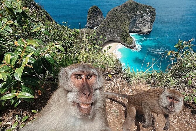 Nusa Penida day trip: boat, 4 snorkeling, Manta rays & Land tour - Manta rays: how to think about the “big swim” part