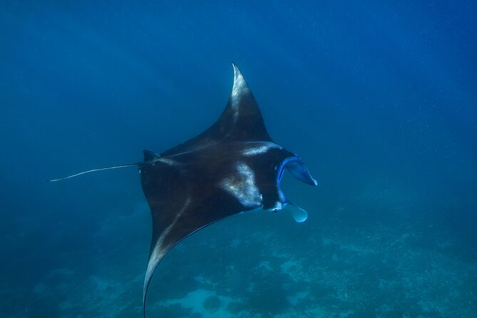 Nusa Penida day trip: boat, 4 snorkeling, Manta rays & Land tour - Who should book this tour (and who should skip it)